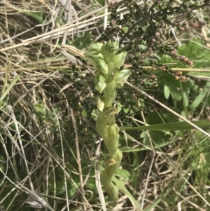 Hymenochilus crassicaulis at Mount Clear, ACT - 24 Nov 2022