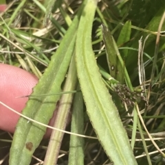 Senecio interpositus at Mount Clear, ACT - 24 Nov 2022