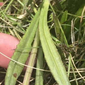 Senecio interpositus at Mount Clear, ACT - 24 Nov 2022