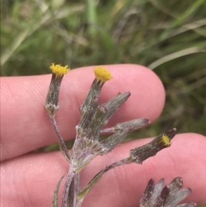 Senecio interpositus at Mount Clear, ACT - 24 Nov 2022