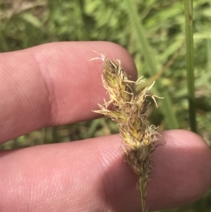 Carex chlorantha at Mount Clear, ACT - 24 Nov 2022