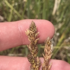 Carex chlorantha at Mount Clear, ACT - 24 Nov 2022