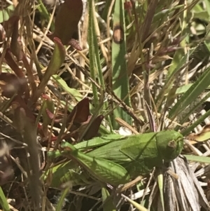 Perala viridis at Mount Clear, ACT - 24 Nov 2022