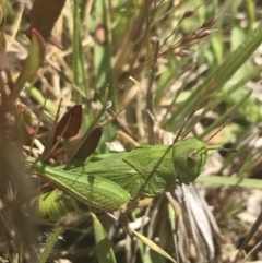 Perala viridis at Mount Clear, ACT - 24 Nov 2022