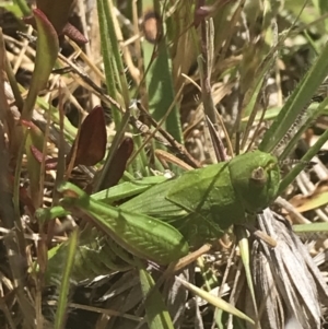 Perala viridis at Mount Clear, ACT - 24 Nov 2022 02:09 PM