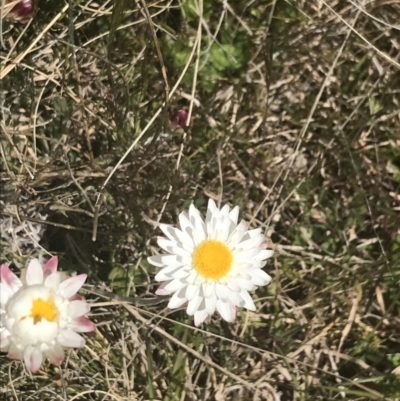 Leucochrysum albicans subsp. tricolor (Hoary Sunray) at Mount Clear, ACT - 24 Nov 2022 by Tapirlord