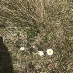 Leucochrysum albicans subsp. tricolor at Mount Clear, ACT - 24 Nov 2022 02:08 PM