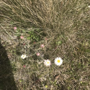 Leucochrysum albicans subsp. tricolor at Mount Clear, ACT - 24 Nov 2022 02:08 PM