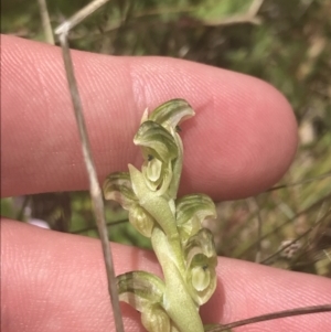 Hymenochilus crassicaulis at Mount Clear, ACT - 24 Nov 2022