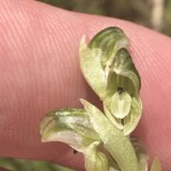 Hymenochilus crassicaulis at Mount Clear, ACT - 24 Nov 2022