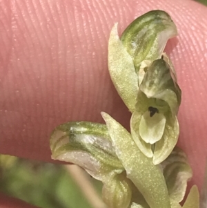 Hymenochilus crassicaulis at Mount Clear, ACT - 24 Nov 2022