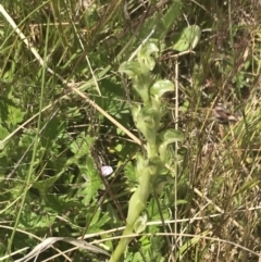 Hymenochilus crassicaulis at Mount Clear, ACT - 24 Nov 2022