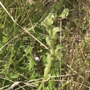 Hymenochilus crassicaulis at Mount Clear, ACT - 24 Nov 2022