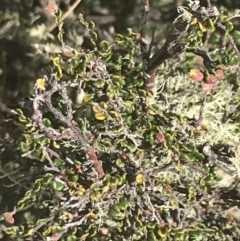 Bossiaea foliosa at Mount Clear, ACT - 24 Nov 2022 02:51 PM