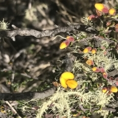 Bossiaea foliosa at Mount Clear, ACT - 24 Nov 2022 02:51 PM