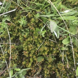 Dillwynia prostrata at Mount Clear, ACT - 24 Nov 2022 01:48 PM