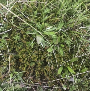 Dillwynia prostrata at Mount Clear, ACT - 24 Nov 2022 01:48 PM