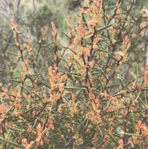 Acacia siculiformis at Mount Clear, ACT - 24 Nov 2022