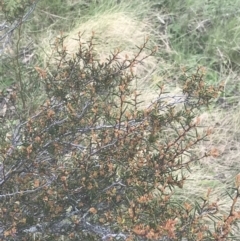 Acacia siculiformis at Mount Clear, ACT - 24 Nov 2022 01:53 PM