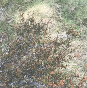 Acacia siculiformis at Mount Clear, ACT - 24 Nov 2022