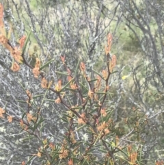 Acacia siculiformis at Mount Clear, ACT - 24 Nov 2022 01:53 PM