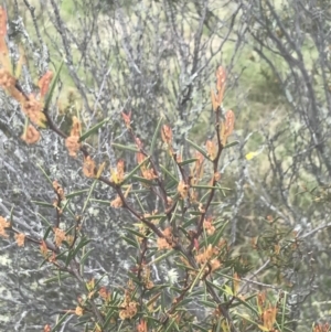 Acacia siculiformis at Mount Clear, ACT - 24 Nov 2022