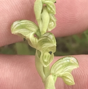 Hymenochilus crassicaulis at Mount Clear, ACT - 24 Nov 2022