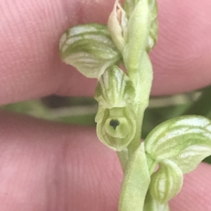 Hymenochilus crassicaulis at Mount Clear, ACT - 24 Nov 2022