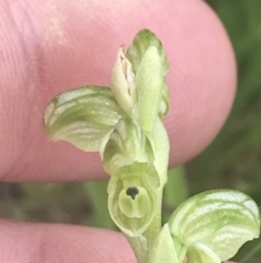 Hymenochilus crassicaulis at Mount Clear, ACT - 24 Nov 2022