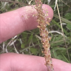 Plantago euryphylla at Mount Clear, ACT - 24 Nov 2022