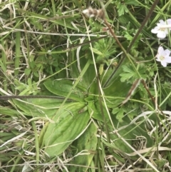 Plantago euryphylla at Mount Clear, ACT - 24 Nov 2022 01:43 PM