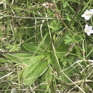 Plantago euryphylla at Mount Clear, ACT - 24 Nov 2022 01:43 PM