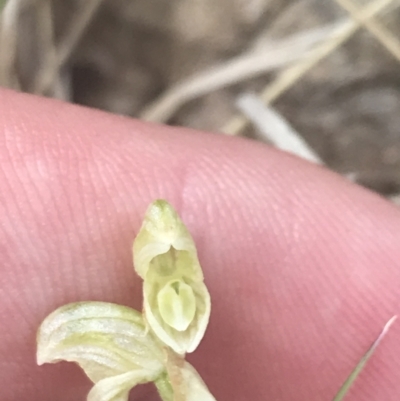 Hymenochilus crassicaulis (Alpine swan greenhood) at Mount Clear, ACT - 24 Nov 2022 by Tapirlord