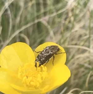 Ethonion sp. (genus) at Mount Clear, ACT - 24 Nov 2022