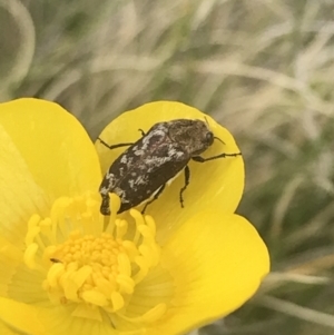 Ethonion sp. (genus) at Mount Clear, ACT - 24 Nov 2022