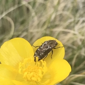 Ethonion sp. (genus) at Mount Clear, ACT - 24 Nov 2022