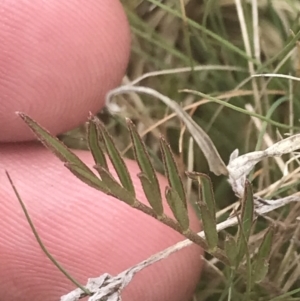 Swainsona behriana at Mount Clear, ACT - 24 Nov 2022 01:28 PM