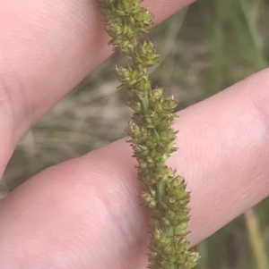 Carex incomitata at Mount Clear, ACT - 24 Nov 2022