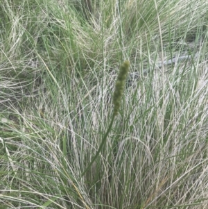 Carex incomitata at Mount Clear, ACT - 24 Nov 2022