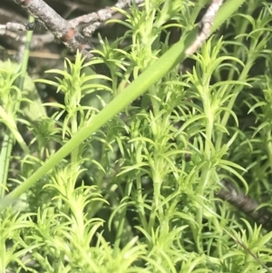 Scleranthus diander at Mount Clear, ACT - 24 Nov 2022