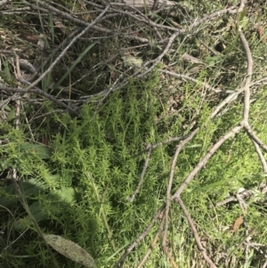 Scleranthus diander at Mount Clear, ACT - 24 Nov 2022