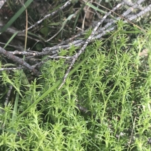 Scleranthus diander at Mount Clear, ACT - 24 Nov 2022 12:35 PM