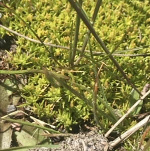 Scleranthus diander at Mount Clear, ACT - 24 Nov 2022 12:35 PM