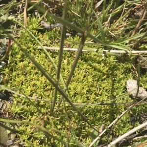 Scleranthus diander at Mount Clear, ACT - 24 Nov 2022