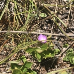 Veronica calycina (Hairy Speedwell) at Mount Clear, ACT - 24 Nov 2022 by Tapirlord