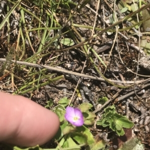 Veronica calycina at Mount Clear, ACT - 24 Nov 2022