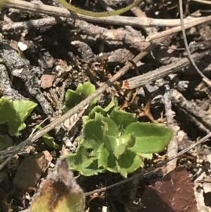 Veronica calycina at Mount Clear, ACT - 24 Nov 2022 12:34 PM