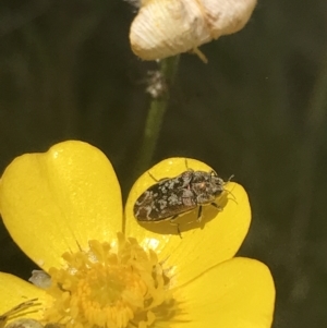 Ethonion sp. (genus) at Mount Clear, ACT - 24 Nov 2022 12:26 PM