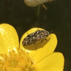 Ethonion sp. (genus) at Mount Clear, ACT - 24 Nov 2022 12:26 PM