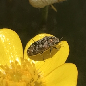 Ethonion sp. (genus) at Mount Clear, ACT - 24 Nov 2022 12:26 PM